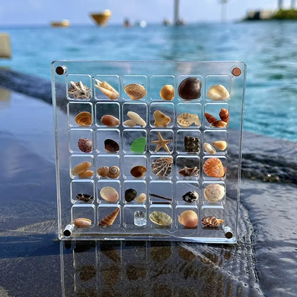 Magnetic Seashell Display Box
