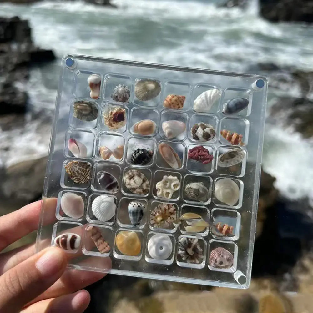 Magnetic Seashell Display Box