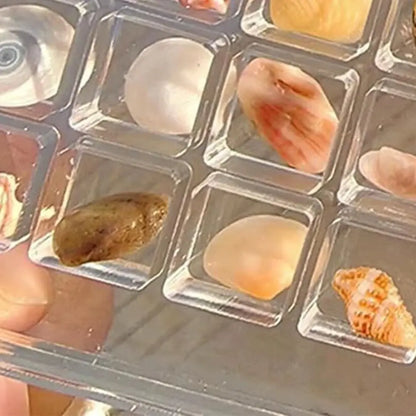 Magnetic Seashell Display Box